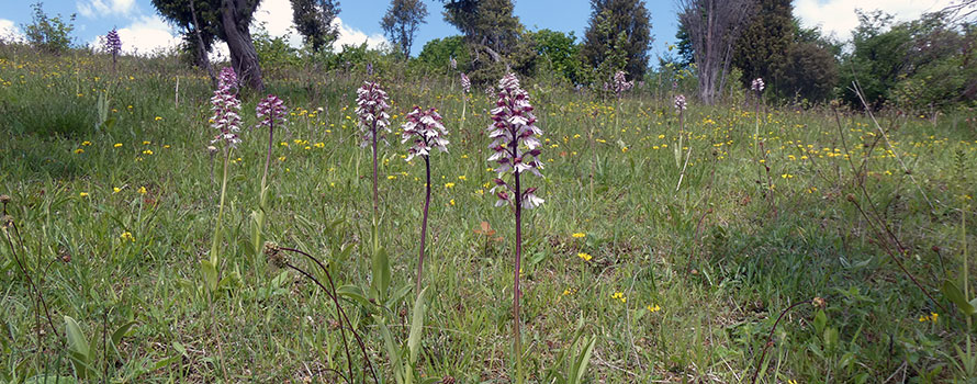 Orchis purpurea Dingel